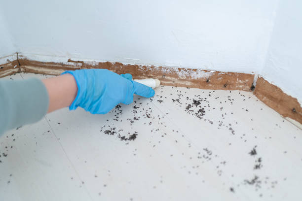 Flea Control Services in Pittsboro, NC